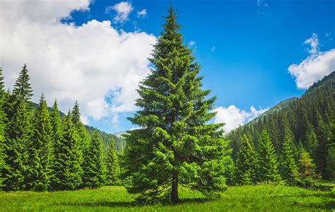 Pine Trees .